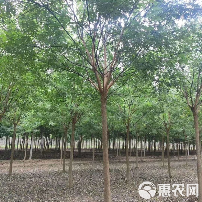 速生国槐